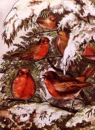 Photo of "A FAMILY OF ROBINS IN THE SNOW" by  ANON