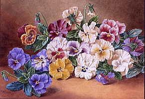 Photo of "PANSIES" by THOMAS FREDERICK COLLIER