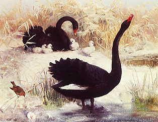 Photo of "BLACK SWANS IN A WINTER LANDSCAPE" by G. WEST
