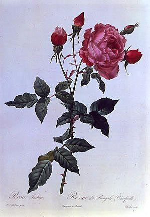 Photo of "ROSA INDICA" by PIERRE JOSEPH REDOUTE