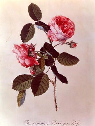 Photo of "THE COMMON PROVENCE ROSE" by GEORG-DIONYS EHRET