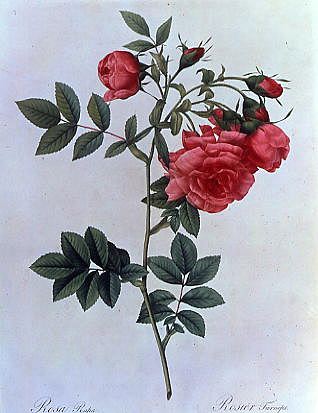 Photo of "ROSA RAPA FROM LES ROSES" by PIERRE JOSEPH REDOUTE