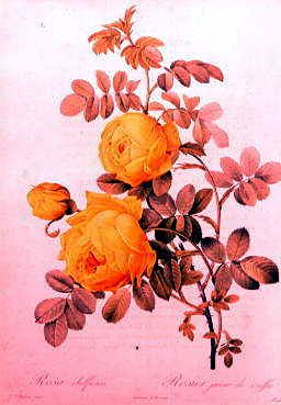 Photo of "ROSA SULFUREA - FROM LES ROSES" by PIERRE JOSEPH REDOUTE