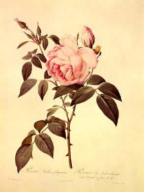Photo of "ROSA INDICA FRAGRANS" by PIERRE JOSEPH REDOUTE