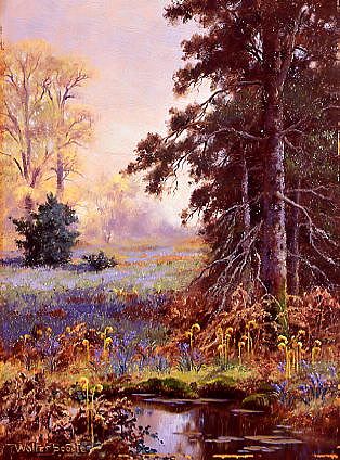 Photo of "BLUEBELLS." by WALTER BOODLE
