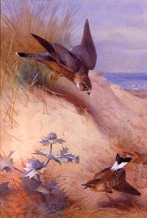 Photo of "A MERLIN ATTACKING A WHEATEAR, 1923" by ARCHIBALD THORBURN