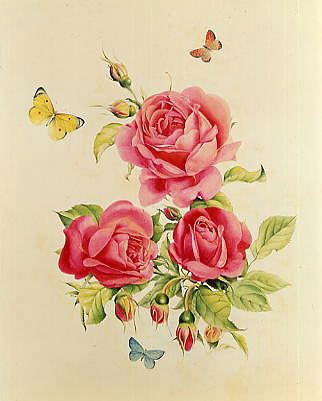 Photo of "PINK ROSES AND BUTTERFLIES" by EDWARD JULIUS (COPYRIGHT DETMOLD