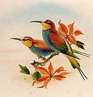 Photo of "BIRDS ON A BRANCH" by EDWARD JULIUS (COPYRIGHT DETMOLD