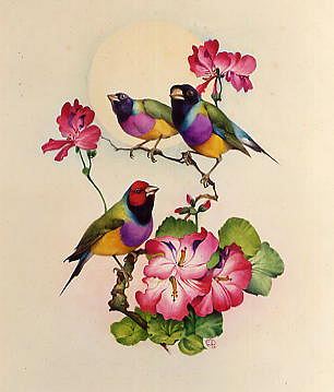 Photo of "BIRDS ON PELARGONIUMS" by EDWARD JULIUS (COPYRIGHT DETMOLD
