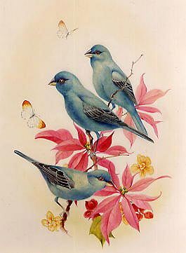 Photo of "BLUEBIRDS" by EDWARD JULIUS (COPYRIGHT DETMOLD