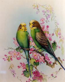 Photo of "BUDGERIGARS ON A BRANCH OF BLOSSOM" by EDWARD JULIUS (COPYRIGHT DETMOLD