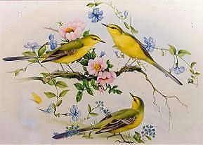 Photo of "YELLOW WAGTAILS WITH DOG ROSES" by EDWARD JULIUS (COPYRIGHT DETMOLD