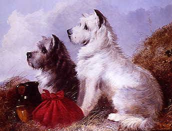 Photo of "CAIRN TERRIERS" by THOMAS EARL