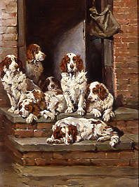 Photo of "SPANIELS GALORE" by JOHN EMMS