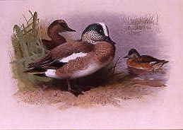 Photo of "AMERICAN WIGEON" by ARCHIBALD THORBURN