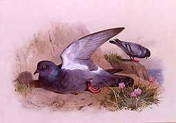 Photo of "ROCK DOVE" by ARCHIBALD THORBURN