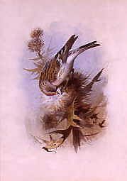 Photo of "A MEALY REDPOLL" by ARCHIBALD THORBURN