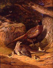 Photo of "A FAMILY OF PHEASANTS" by ALEXANDER F ROLFE