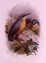 Photo of "A NUTHATCH" by ARCHIBALD THORBURN