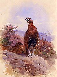 Photo of "A RED GROUSE" by ARCHIBALD THORBURN