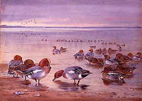 Photo of "WIGEON AND TEAL" by ARCHIBALD THORBURN