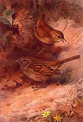 Photo of "WREN AND DUNNOCK" by ARCHIBALD THORBURN