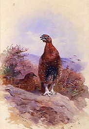 Photo of "RED GROUSE" by ARCHIBALD THORBURN