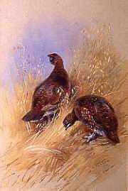 Photo of "RED GROUSE" by ARCHIBALD THORBURN