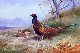 Photo of "PHEASANTS IN A WOODLAND SETTING" by ARCHIBALD THORBURN