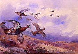 Photo of "GROUSE IN FLIGHT" by ARCHIBALD THORBURN