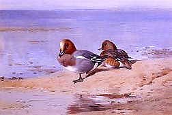 Photo of "WIGEON ON THE SHORE" by ARCHIBALD THORBURN