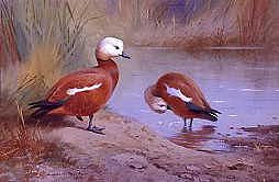 Photo of "RUDDY SHELL DUCK" by ARCHIBALD THORBURN