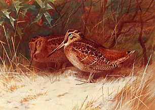 Photo of "WOODCOCK, WINTERTIME, 1899" by ARCHIBALD THORBURN