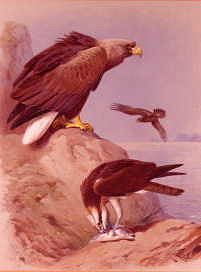 Photo of "WHITE TAILED EAGLE AND OSPREYS, 1914" by ARCHIBALD THORBURN