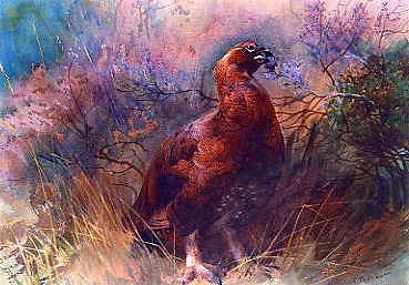 Photo of "A GROUSE, 1893" by ARCHIBALD THORBURN