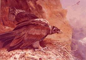 Photo of "LAMMERGEYER, OR BEARDED VULTURE, 1892" by ARCHIBALD THORBURN