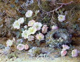 Photo of "A BIRDS' NEST AND ROSES" by WILLIAM B. HOUGH