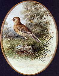 Photo of "THE LINNET" by C. WHITE