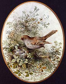 Photo of "THE SONG THRUSH" by C. WHITE