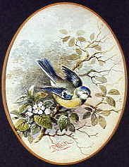 Photo of "THE BLUE TIT" by C. WHITE