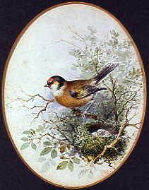 Photo of "THE CHAFFINCH" by C. WHITE