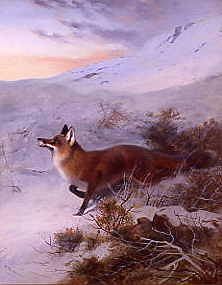 Photo of "A FOX IN A WINTER LANDSCAPE" by ARCHIBALD THORBURN