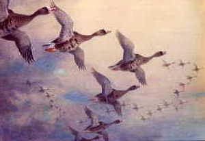 Photo of "WHITE FRONTED GEESE, THE EVENING FLIGHT, 1927" by ARCHIBALD THORBURN