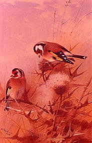 Photo of "GOLDFINCHES, 1908" by ARCHIBALD THORBURN