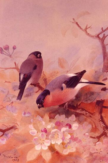 Photo of "BULLFINCHES, 1908" by ARCHIBALD THORBURN