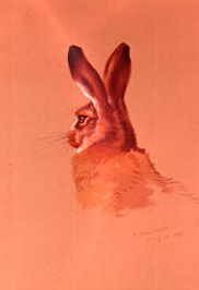 Photo of "STUDY OF A HARE, 1919" by ARCHIBALD THORBURN