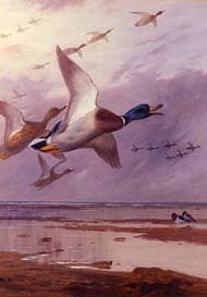 Photo of "DUCK RISING, 1905" by ARCHIBALD THORBURN