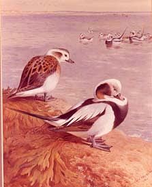 Photo of "LONG TAILED DUCK, WINTER, 1911" by ARCHIBALD THORBURN