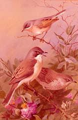 Photo of "SUBALPINE WARBLER, BARRED WARBLER AND ORPHEAN WARBLER" by ARCHIBALD THORBURN