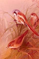 Photo of "A BEARDED TIT AND REED WARBLERS, 1924" by ARCHIBALD THORBURN